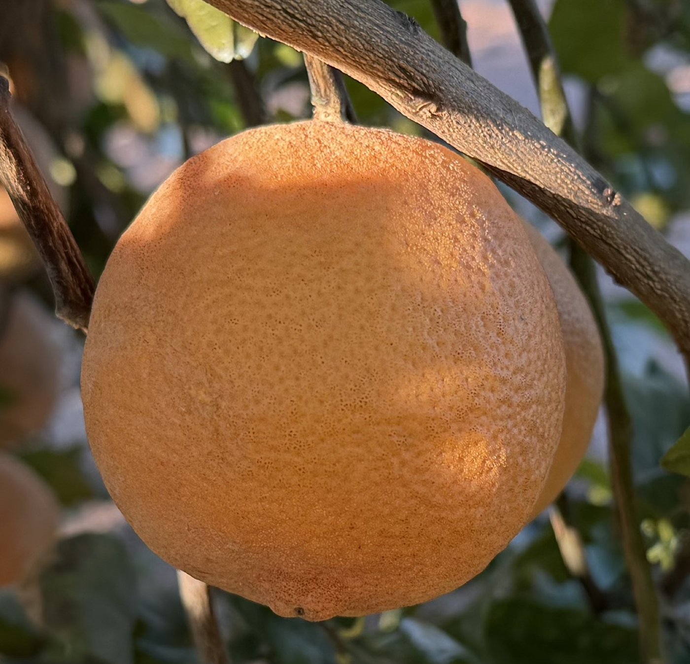A ripe CarriCea T1 orange on the tree.