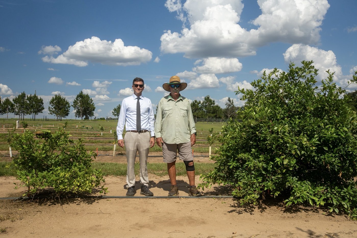 Yianni and Ron beside a control vs. CarriCea T1 tree in a grower field.