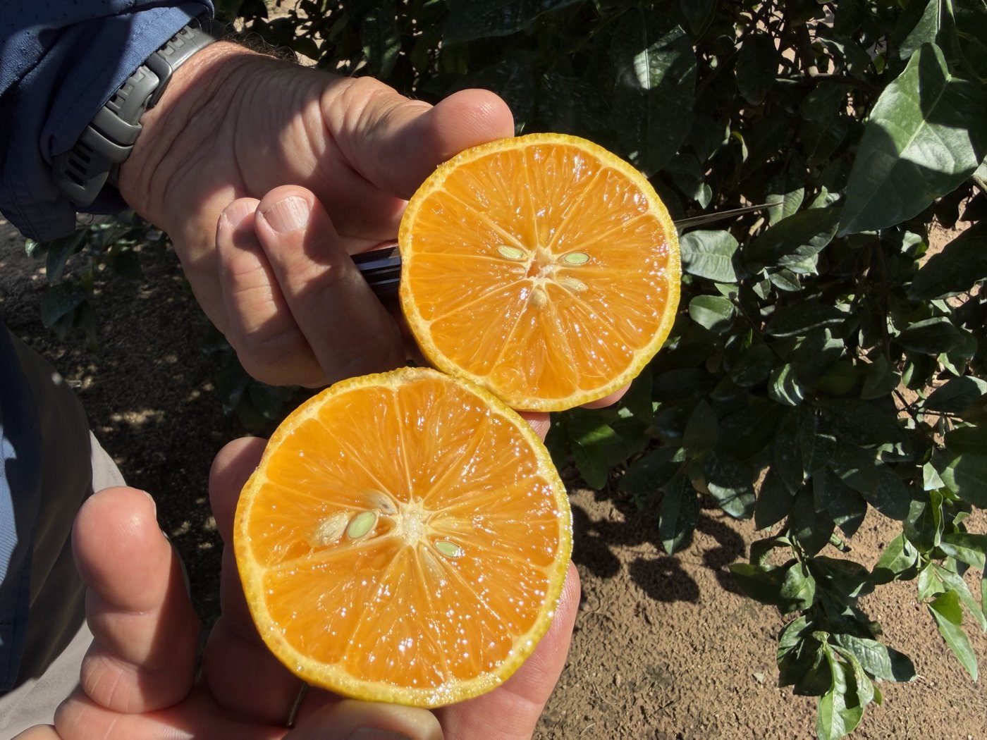 A super-juicy CarriCea T1 orange cut in half.