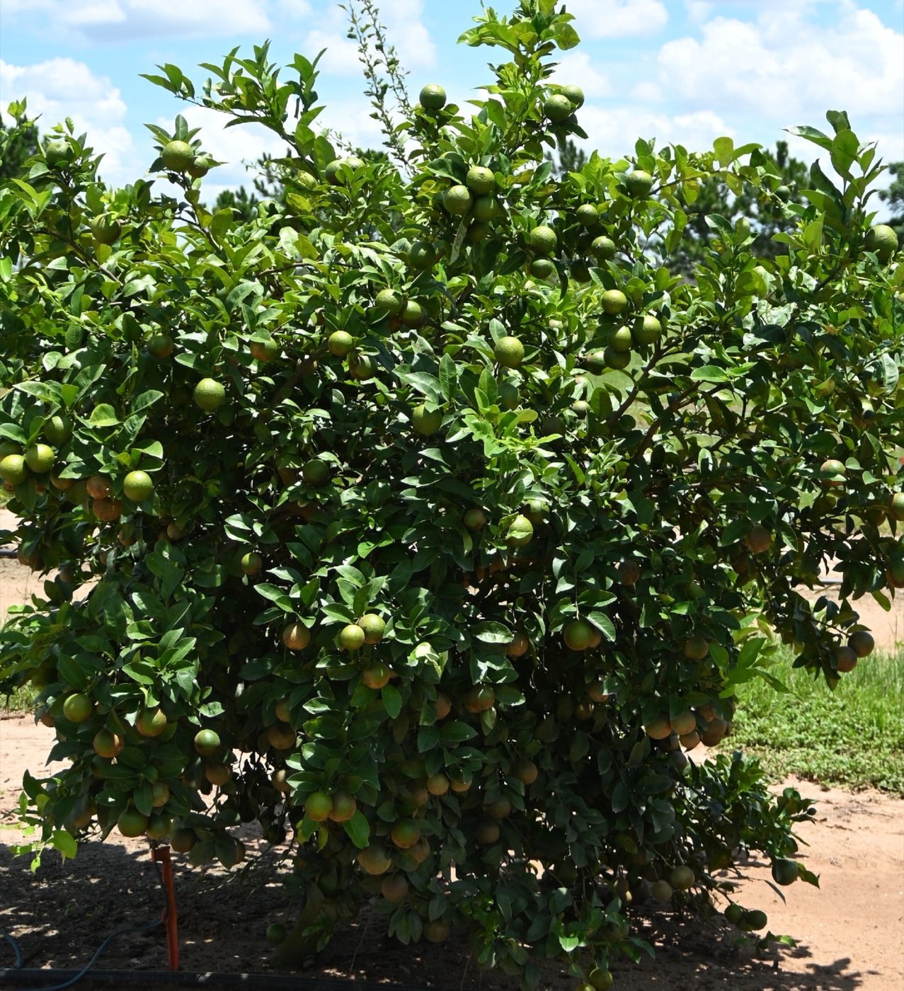 A CarriCea T1 tree heavy with fruit.