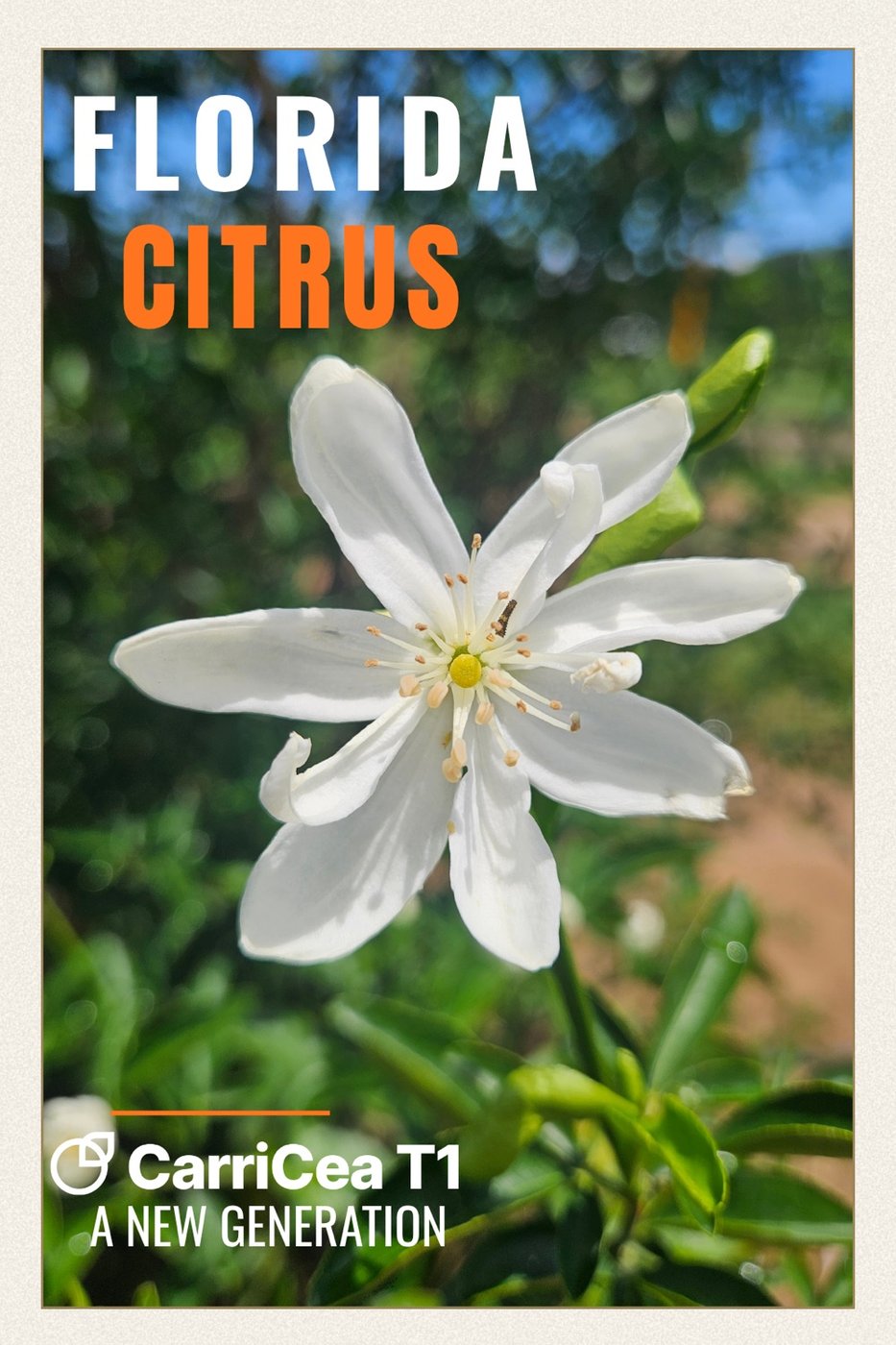 Orange blossom—CarriCea T1 postcard.