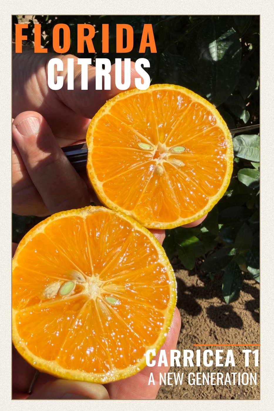 Florida Citrus—CarriCea T1 postcard.