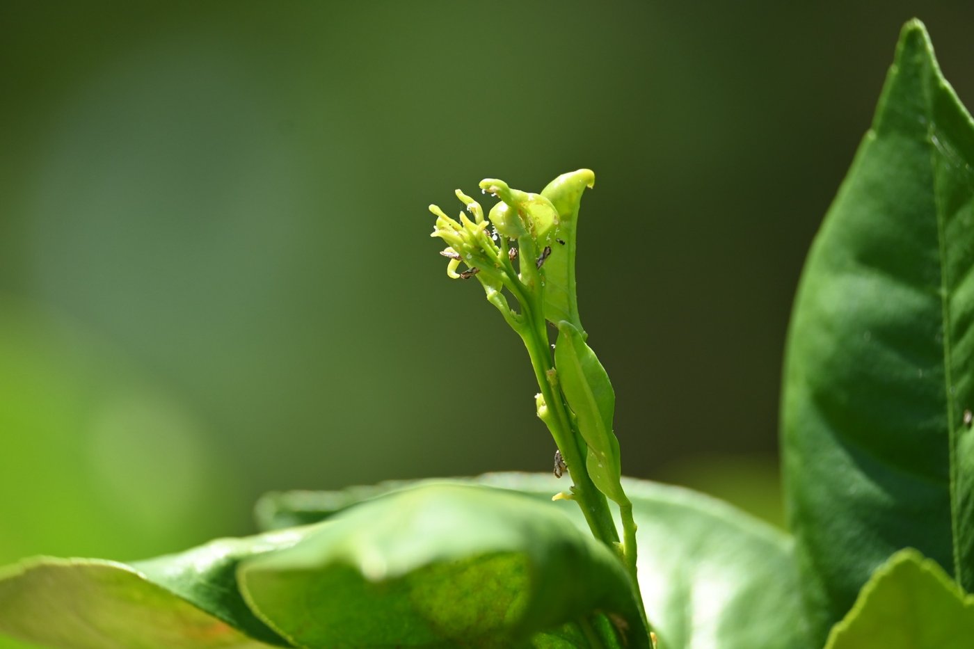 Asian citrus psyllid—the insect that spreads HLB.